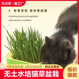 猫草盒无土水培种植盆栽小麦，种子培育套装助消化零食清洁猫草