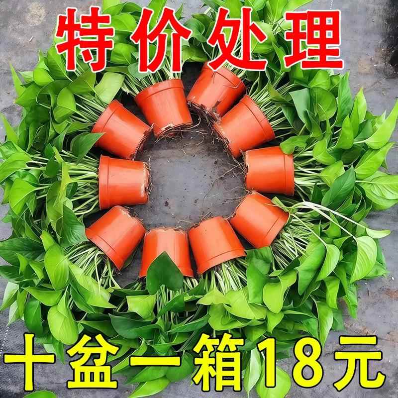 绿萝盆栽室内植物花卉绿植水培长藤客厅吊兰绿箩新房家用净化空气