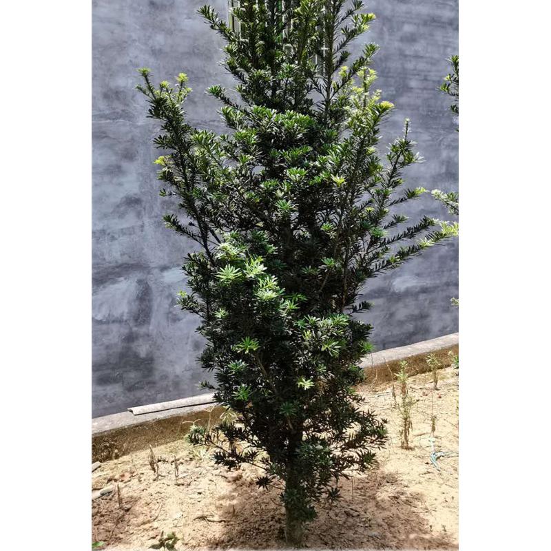 罗汉松大树苗雀舌米叶中小叶四季常青盆栽庭院阳台造型迎客松盆景