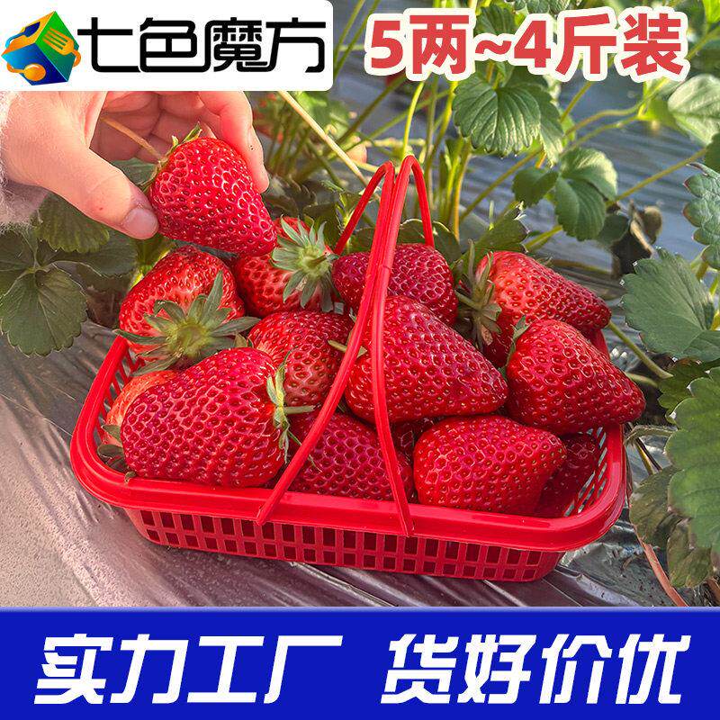 草莓小篮子厂家装水果采摘手提塑料樱桃鸡蛋筐桑葚葡萄杨梅蓝
