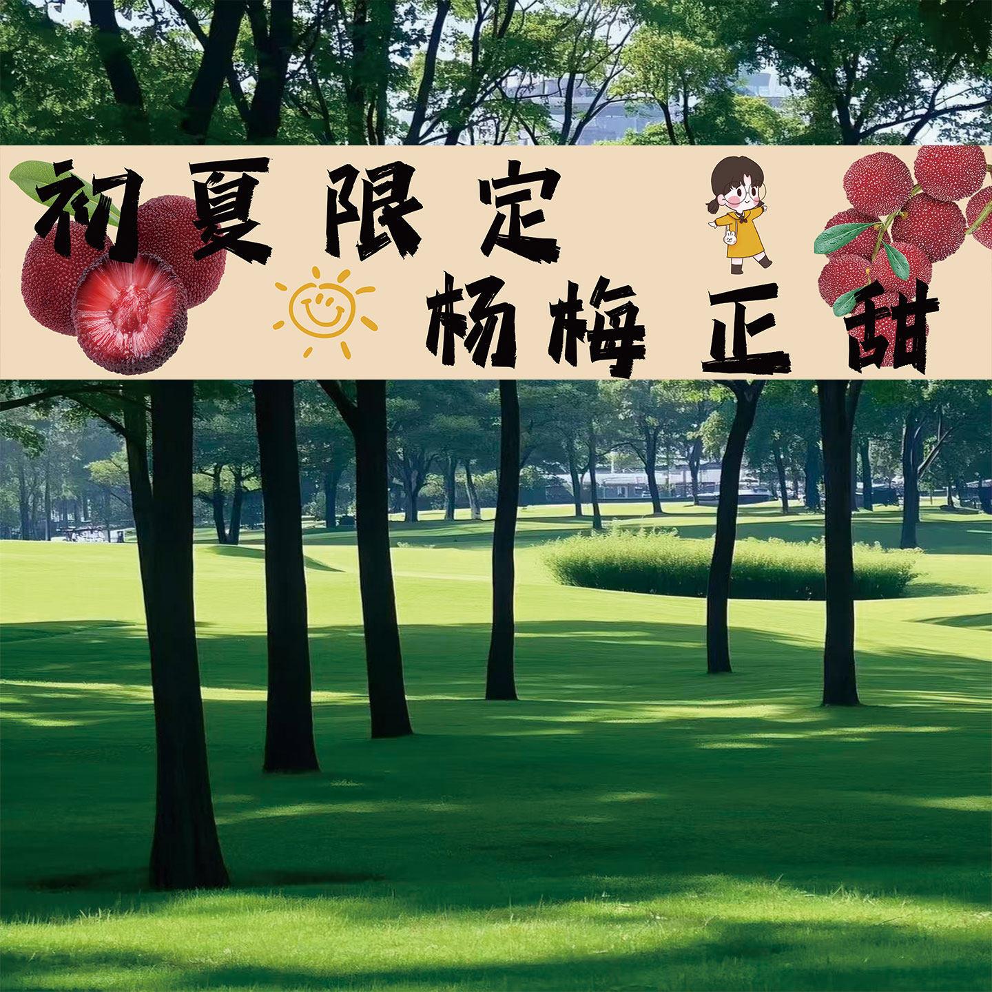 夏日杨梅采摘园挂布亲子游园打卡背景布鲜果摊位氛围横幅