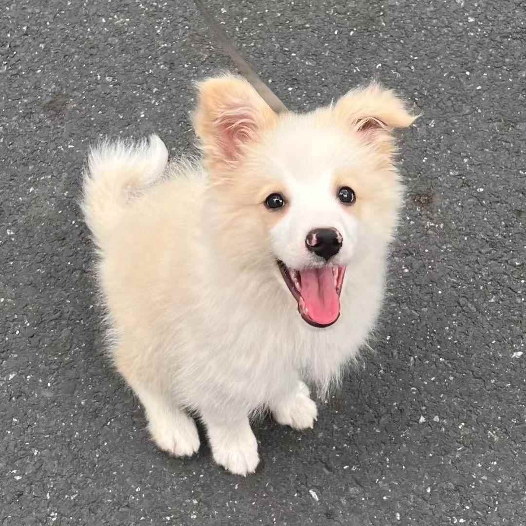 边牧幼犬家庭可爱三通工作犬双色包活陨石色黑白色活物宠物幼宠狗
