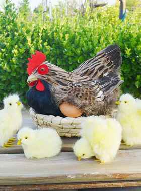 仿真鸡模型摆件母鸡公鸡玩具橱窗道具下蛋孵蛋鸡家禽动物家居装饰