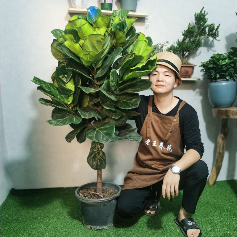 大室内甲醛带花植物北欧植养殖叶榕盆栽中大绿型花卉吸盆琴客厅叶