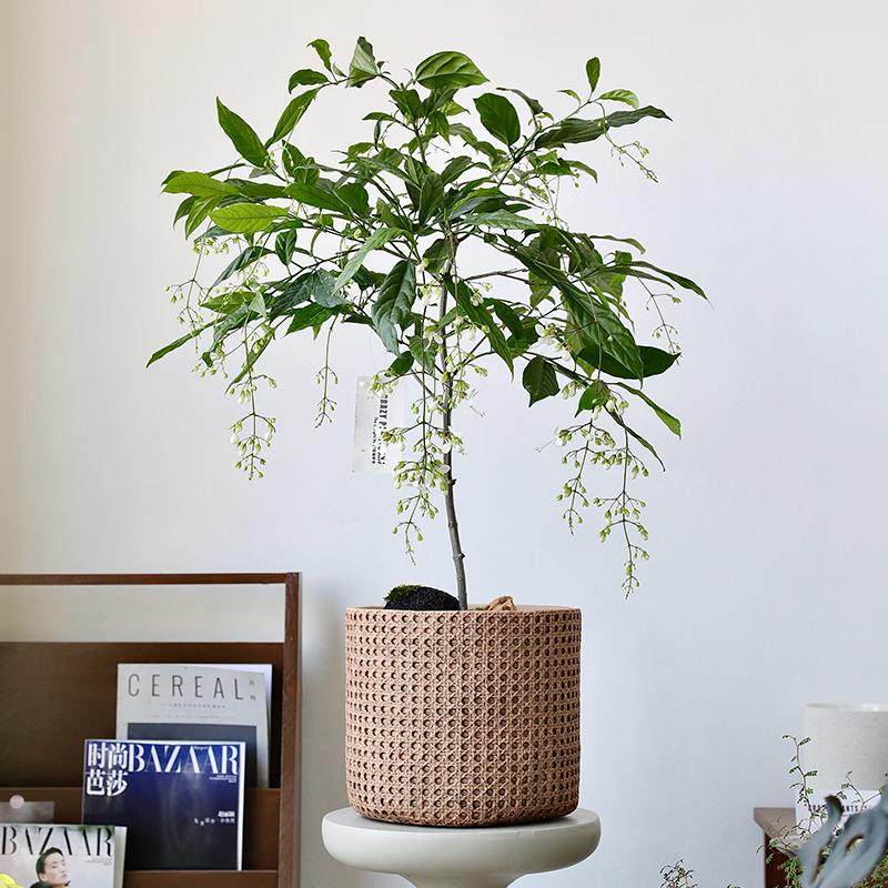 大口径北欧复古编织篮水泥混凝土庭院阳台客厅落地大花盆带托盘,鲜花速递/花卉仿真/绿植园艺,花盆,淘宝优惠券,粉丝福利购,淘宝优惠卷