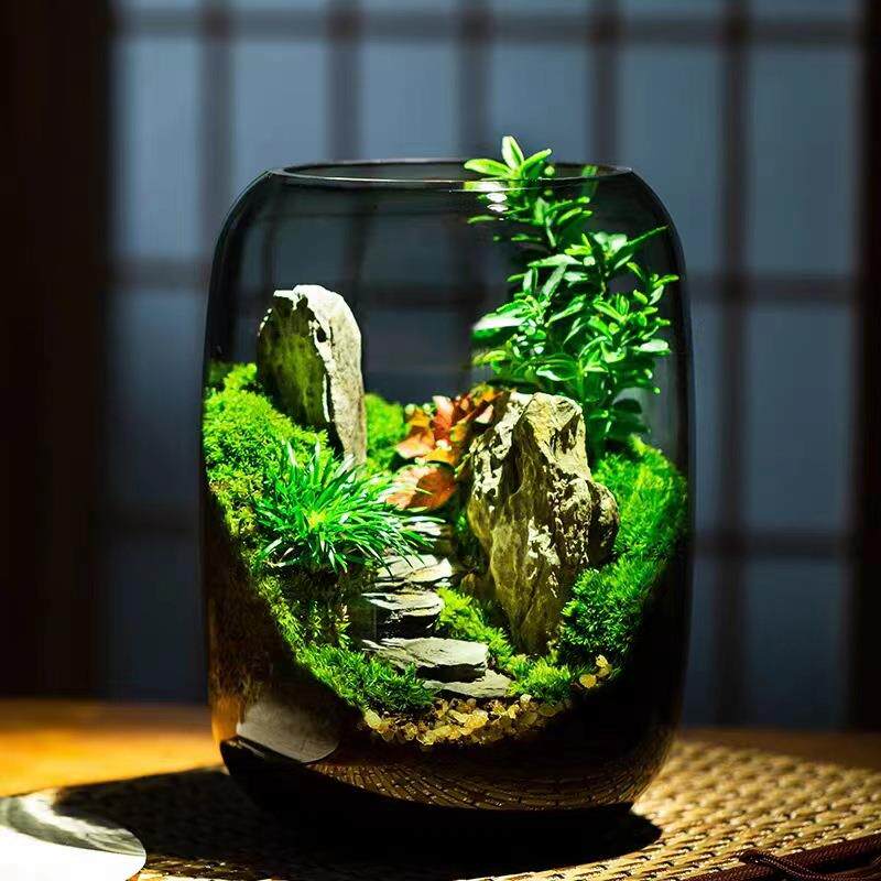 【青山】真植物懒人苔藓微景观送礼办公室养鱼盆栽宿舍植物生态瓶
