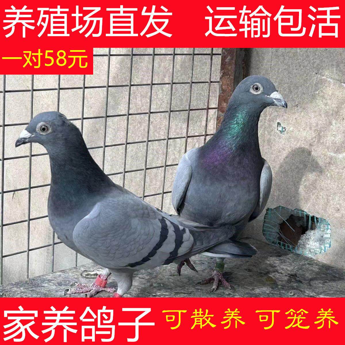鸽子活体种鸽一对家养鸽土鸽子活苗幼鸽肉鸽活物瓦灰鸽信鸽活鸽子