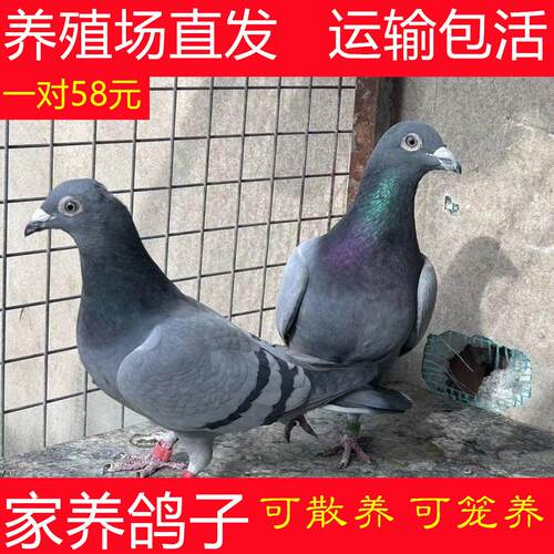 鸽子活体种鸽一对家养鸽土鸽子活苗幼鸽肉鸽活物瓦灰鸽信鸽活鸽子