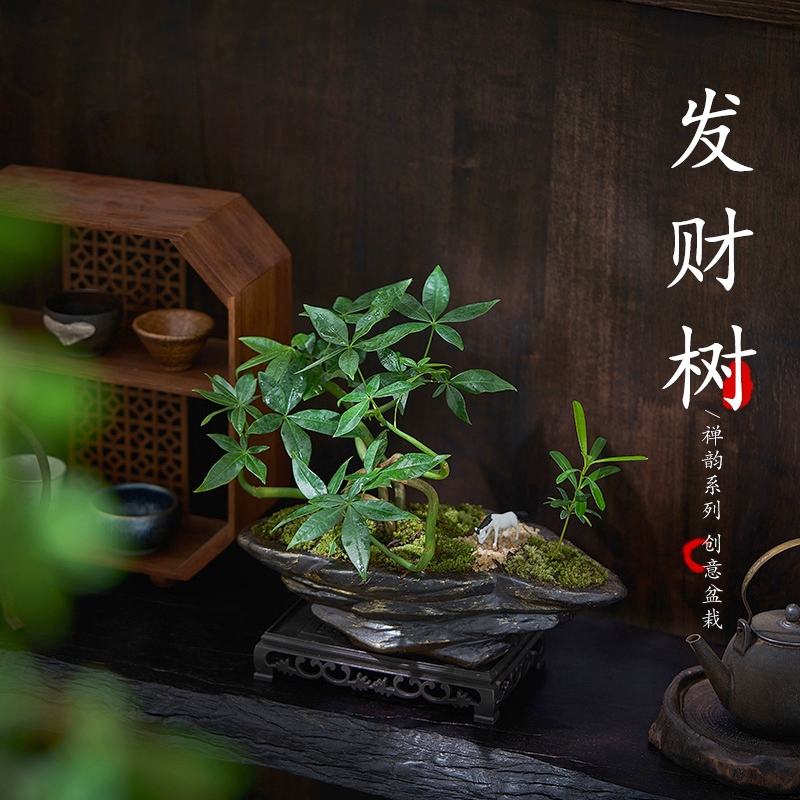 五福发财树造型盆景桌面室内办公室茶几四季好养新中式微景观绿植