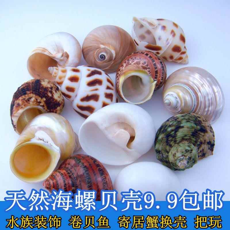卷贝鱼寄居蟹备用替换专用壳天然海螺贝壳鱼缸造景摆件水族箱装饰