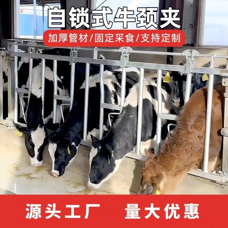 养牛厂自锁式牛颈枷双开活位奶牛场设备牧场热镀锌牛颈夹兽用