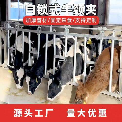 养牛厂自锁式牛颈枷双开活位奶牛场设备牧场热镀锌牛颈夹兽用