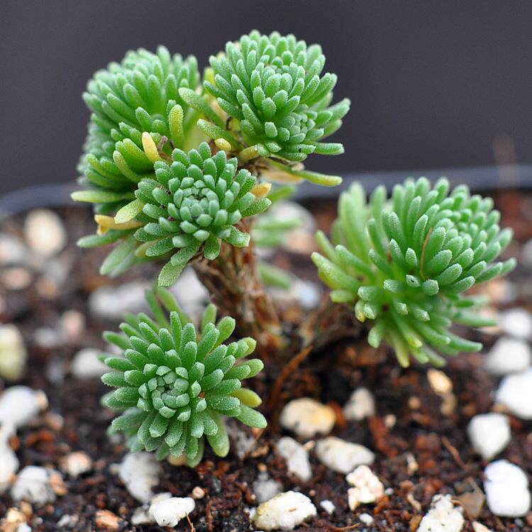 球松多肉植物多肉 办公桌组合超萌绿植创意花卉盆栽仙人掌