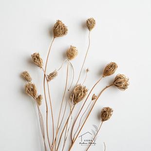 进口干花真花茴香花干草 诧寂风复古高级感插花配花配草 装饰摆件