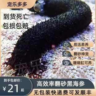 翻沙海参黑海参红海参观赏海洋生物吃除藻海缸翻砂野生大海参宠物