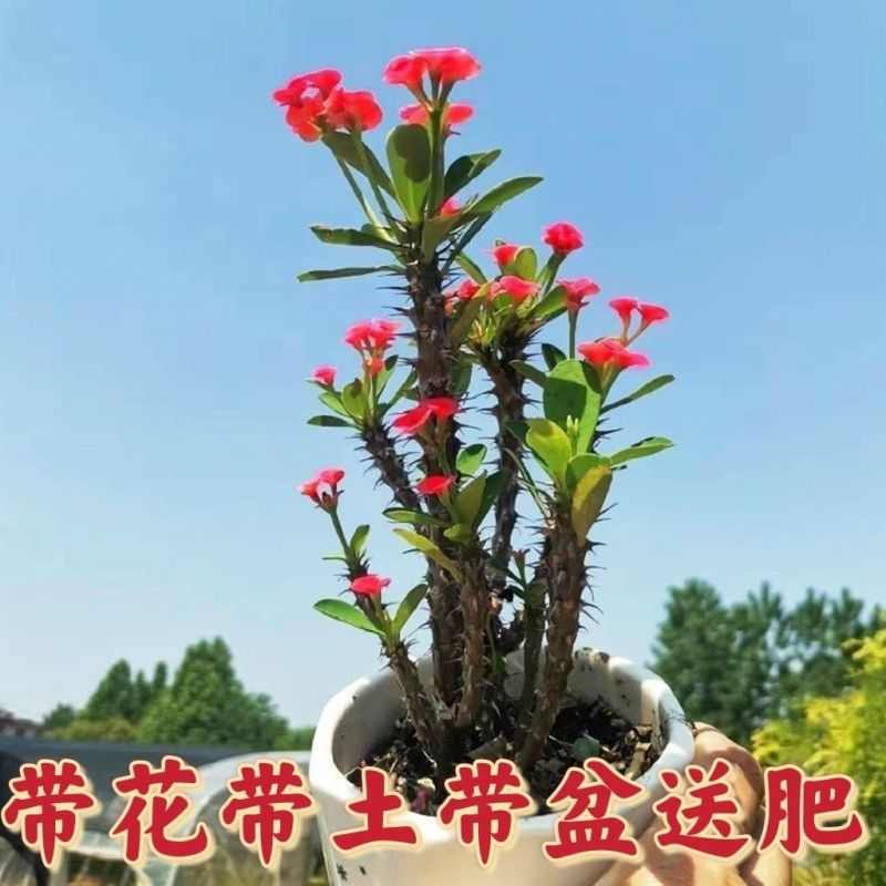 虎刺梅铁海棠老桩四季开花好养盆栽花卉净化空气庭虎刺梅大叶大花