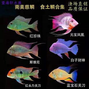 发黄鱼缸净水济消化水清洁养鱼净水剂小型一滴清混浊水垢清水清理