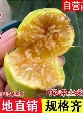 无花果苗Princesa公主无花果树苗特大糖心四季盆栽地栽当年结果苗