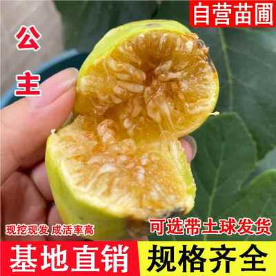 无花果苗Princesa公主无花果树苗特大糖心四季盆栽地栽当年结果苗