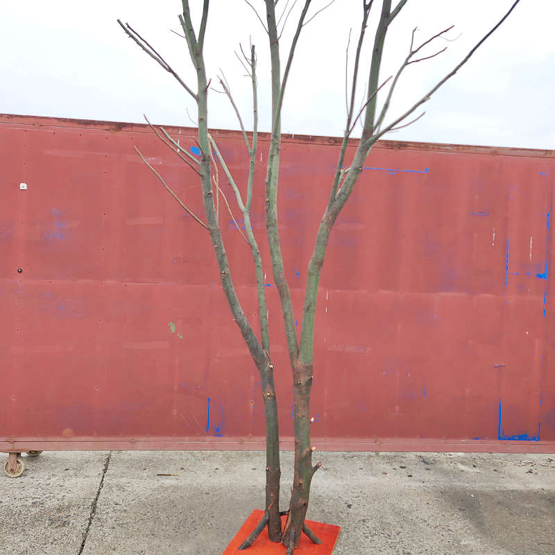 天然干树枝香樟树杈子枯树枝干屏风仿真树架子树枝灯去皮树枝枫拓