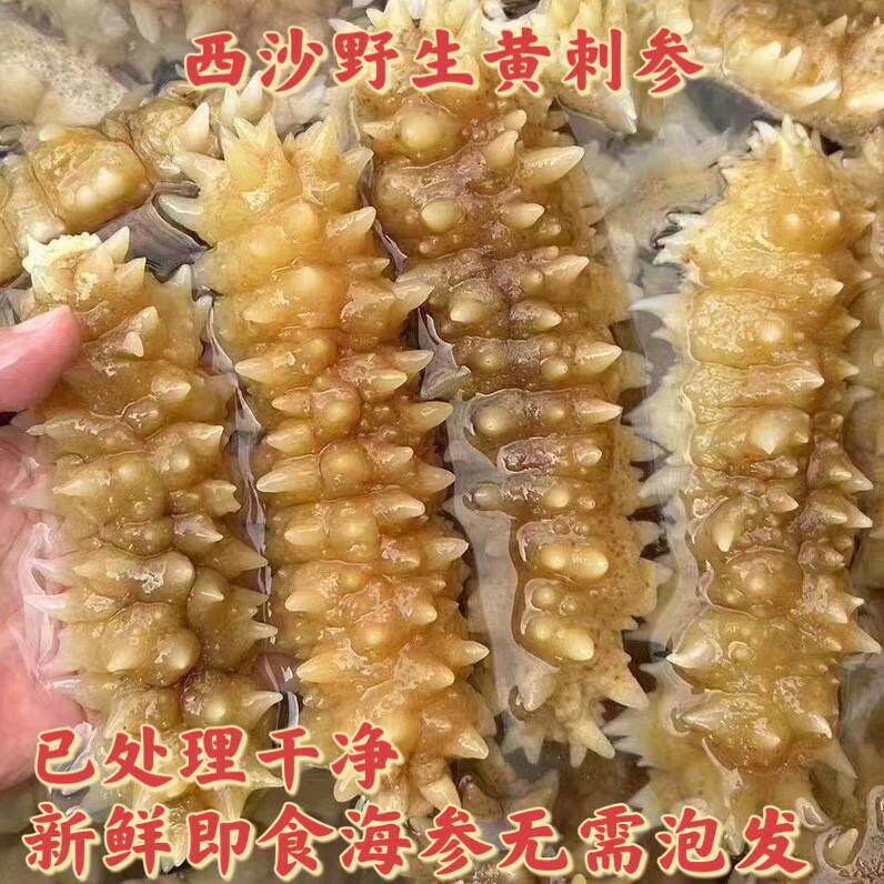 海南西沙三沙野生刺参黄刺参深海海参即食急冻野生海参