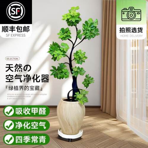 造型鸭脚木盆栽室内办公室客厅大型绿植七叶莲盆栽净化空气吸甲醛
