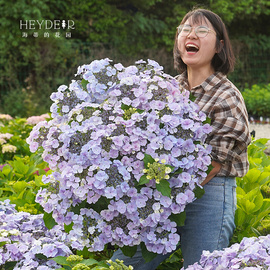 海蒂的花园姬小町平顶大花，绣球花耐阴花量，大室外盆栽花卉植物花苗