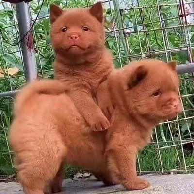 潮汕五红犬中华田园犬大型犬看家护院高品质活体狗崽虎头幼崽好养