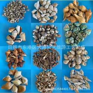 饰旅游纪念各种创意材料按斤厂家批发 天然贝壳海螺鱼缸造景家居装