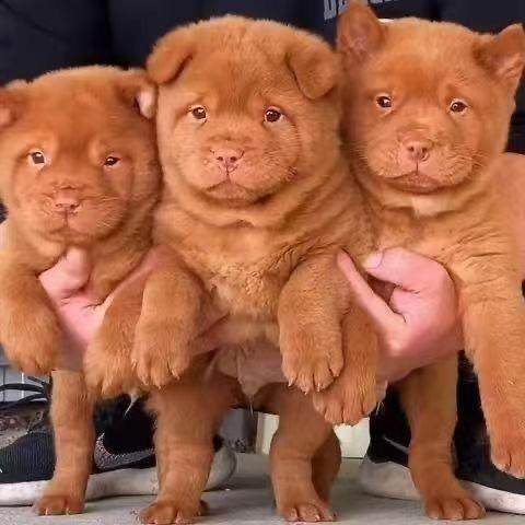 潮汕五红犬纯红好养土狗中国唐狗便宜高品质广西土猎犬红毛活体狗