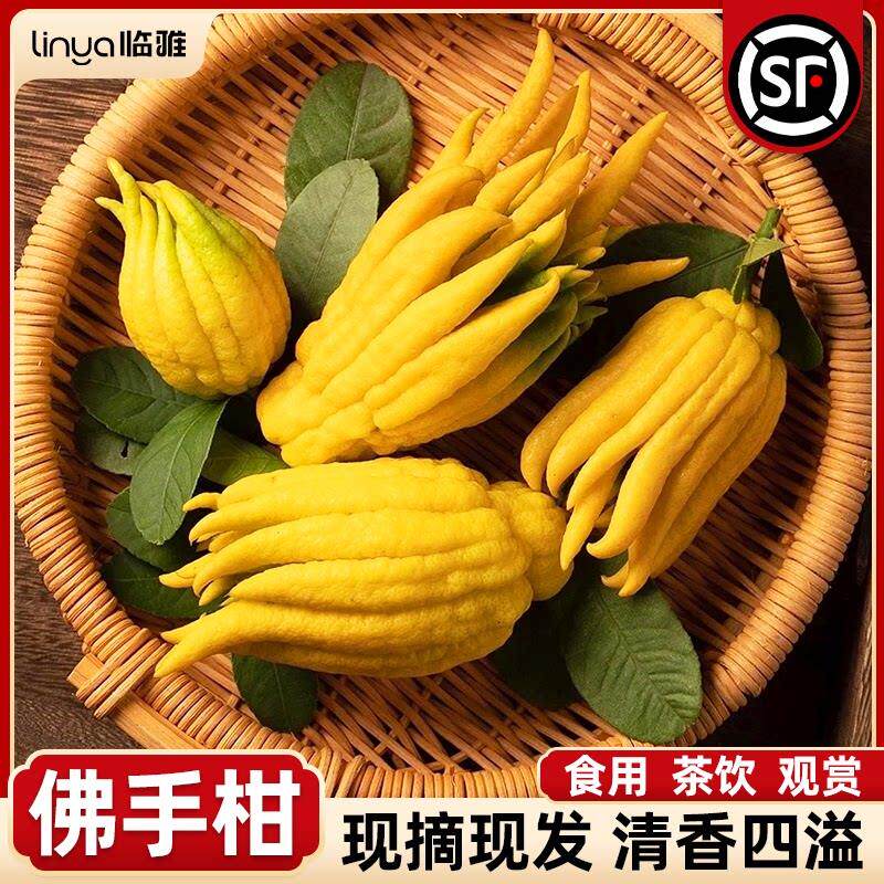 佛手柑水培植物带枝鲜果新鲜佛手瓜摆件室内水培绿植盆栽插花观赏