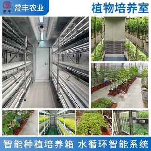 供应植物培养室金钱树盆栽植物加热恒温室液晶显示人工培养箱厂家