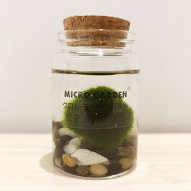 水藻球生态瓶mossball桌面植物微景观情绪稳定水培养diy趣味礼物