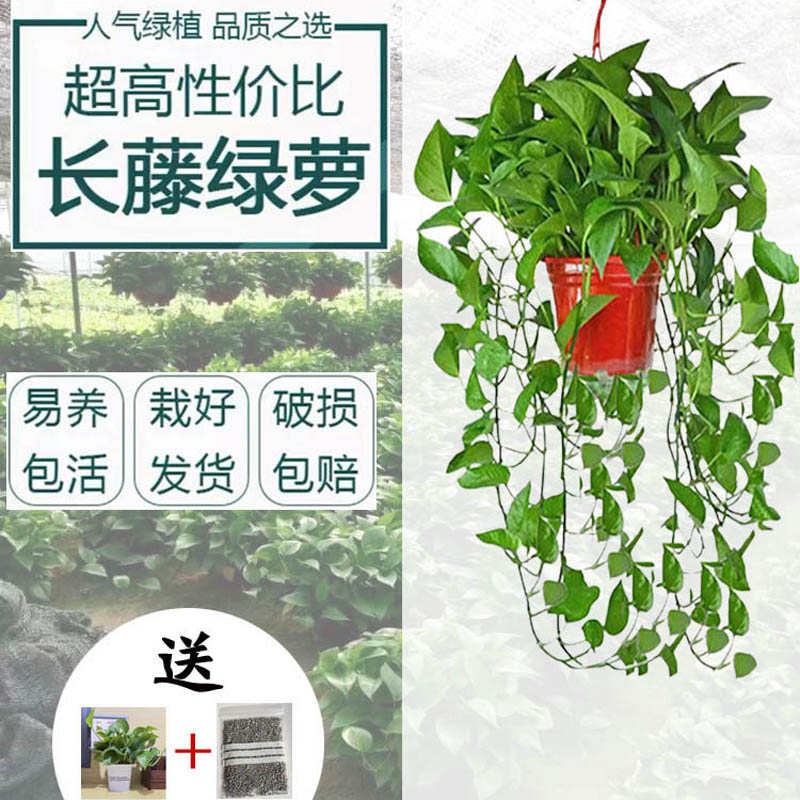 绿箩长藤室内花养活大叶带办公室盆栽垂吊新房客厅电视柜专用绿植