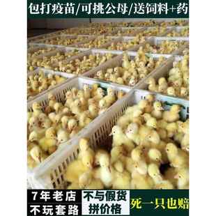 鹅活大白鹅产蛋王清东远鹅草四季鹅鹅皖西浙鹅三花鹅苗幼苗小鹅仔