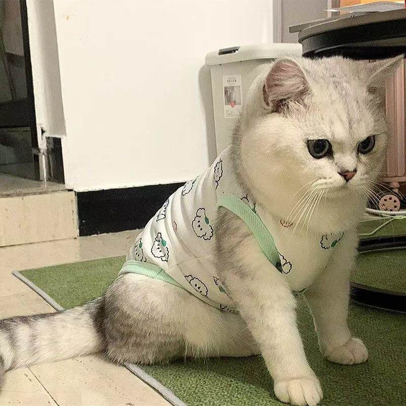 春款猫咪衣服家居服狗狗背心防掉毛无袖宠物金渐层幼小奶猫衣服