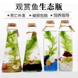 观赏鱼生态瓶鱼微景观，免换水斗鱼活体，diy桌面小型鱼缸斗鱼水族箱