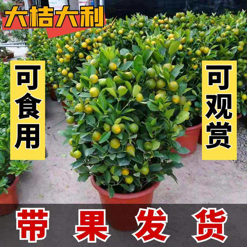 金桔盆栽带果年宵花四季桔室内外橘子可食用阳台室内客厅招财植物