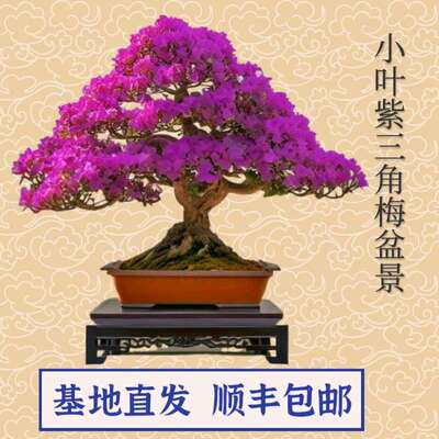 精品老桩文人三角梅盆景阳台紫花簕杜鹃容易成活盆栽一物一拍包邮