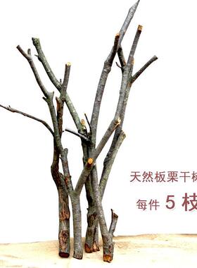 原木板栗干 干树枝民宿禅意树枝装饰天然干 干树枝橱窗摆件手工木