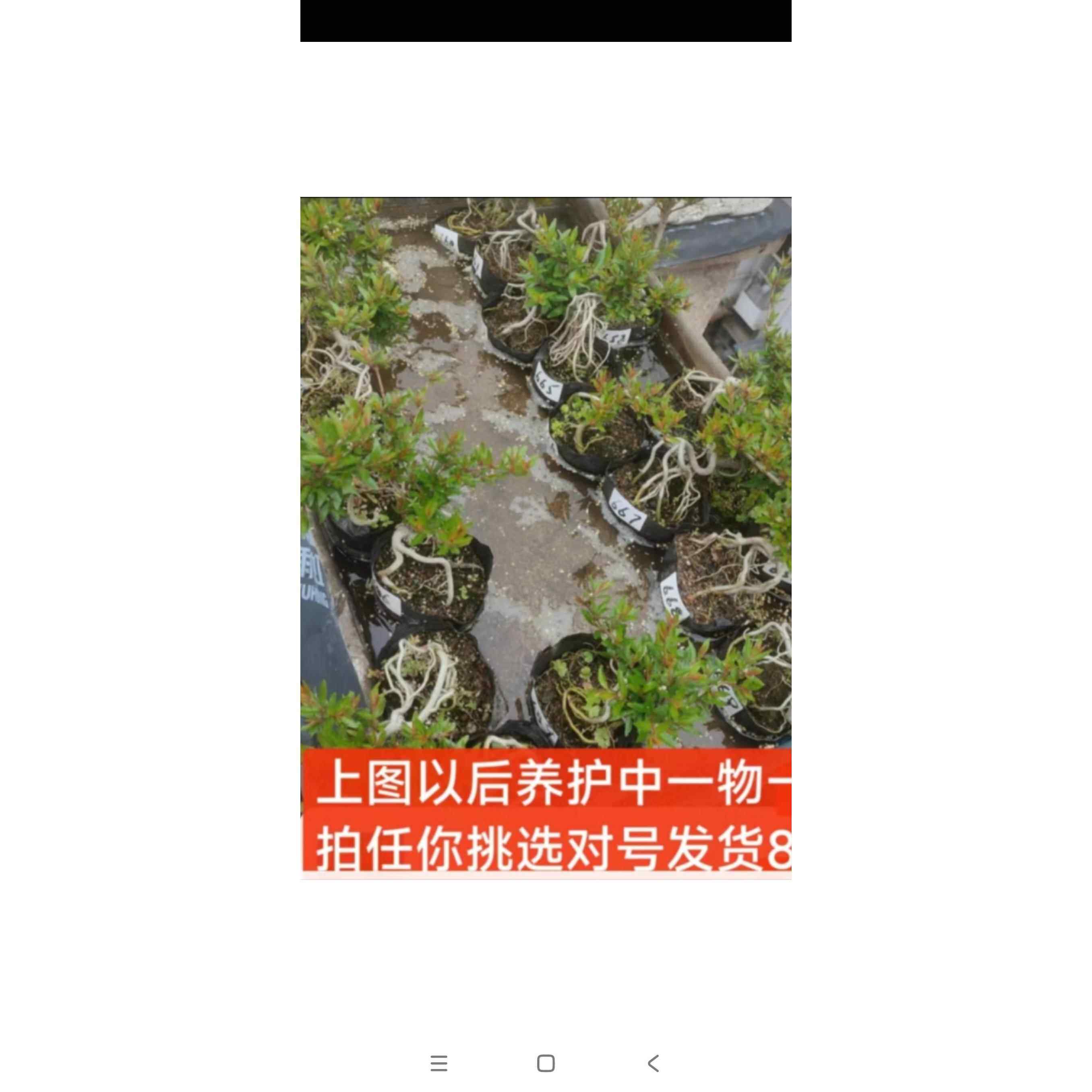 水杨梅飘枝一物一拍老桩高提根水培鱼缸造景乌龟缸水陆缸微型盆景