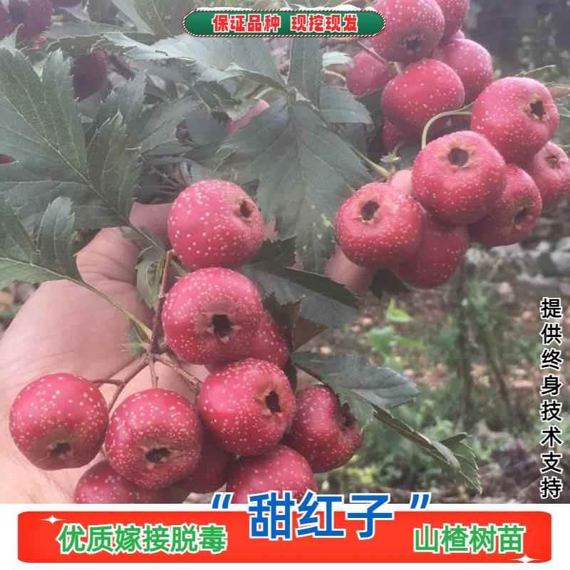 甜红子山楂树活苗嫁接甜口山楂树苗南方北方庭院盆栽地栽当年结果