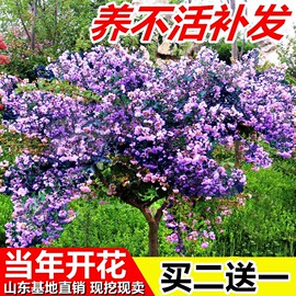 丁香花树苗盆栽地栽庭院绿化植物，四季开花浓香，耐寒南北方种植苗木