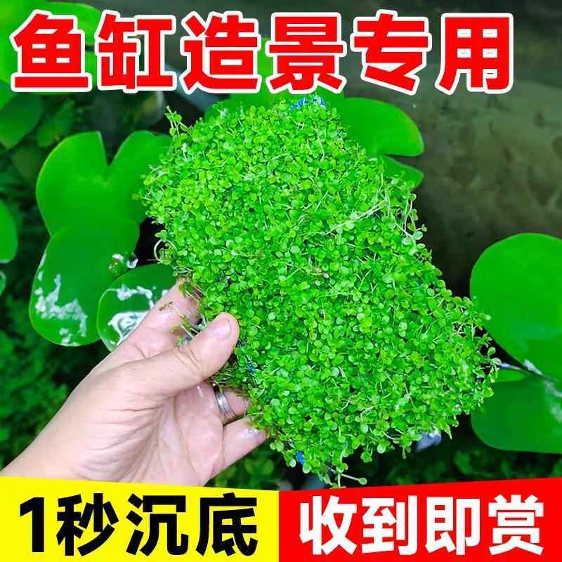 爬地矮珍珠水草日本趴地矮珍珠水草植物生态鱼缸造景专用净化水质
