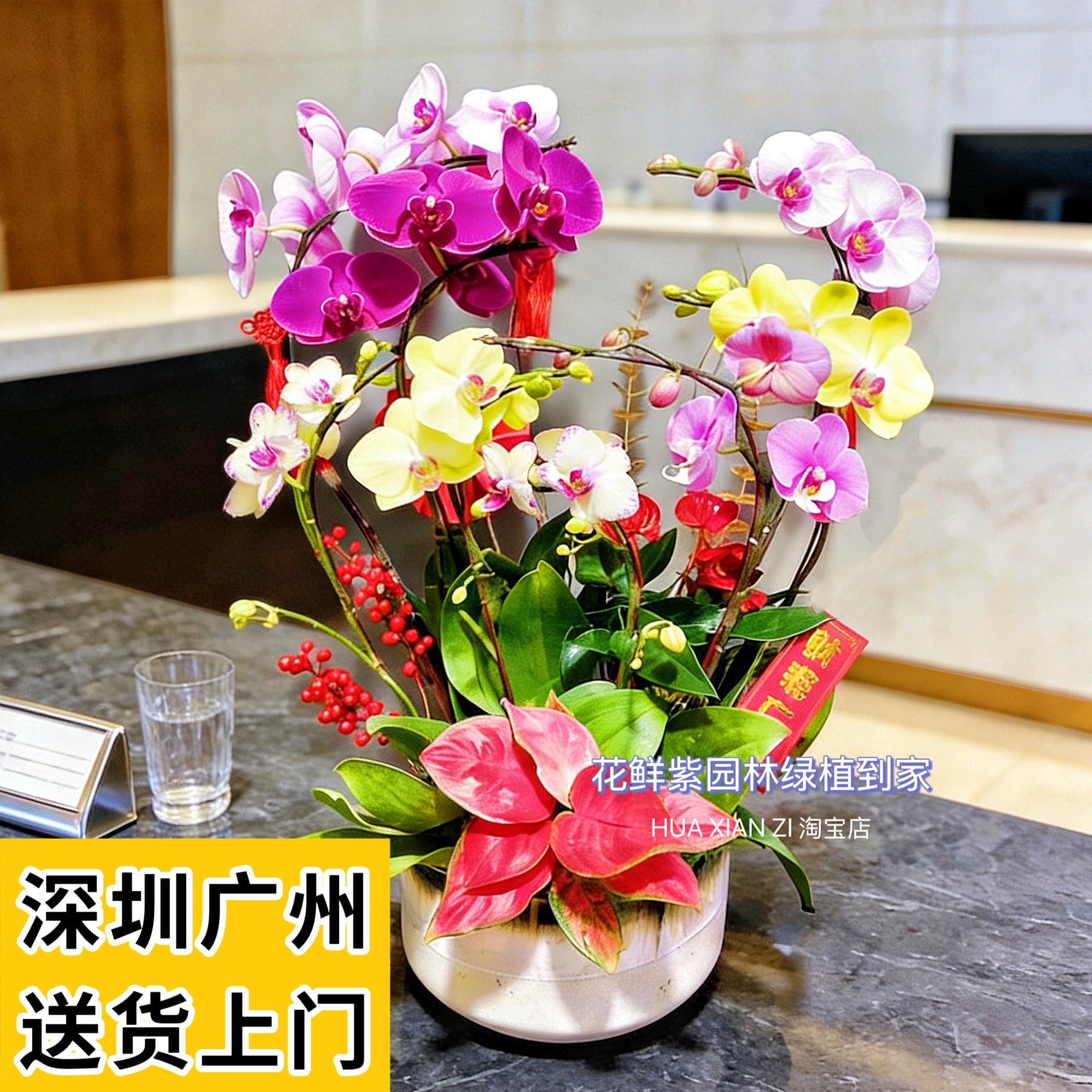 蝴蝶兰盆栽带花礼品花卉植物室内客厅乔迁送礼深圳同城
