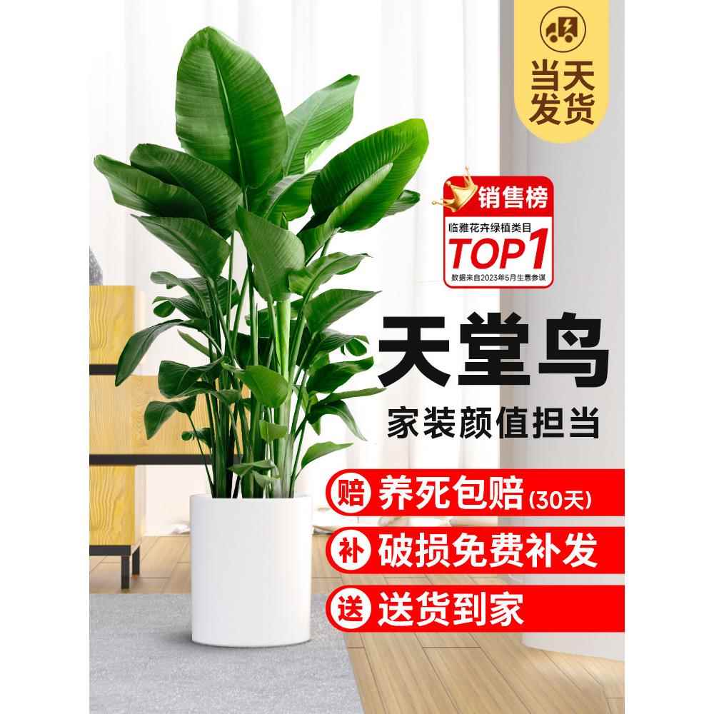 天堂鸟盆栽室内客厅大型绿植办公室大叶植物花卉鹤望兰去甲醛新房