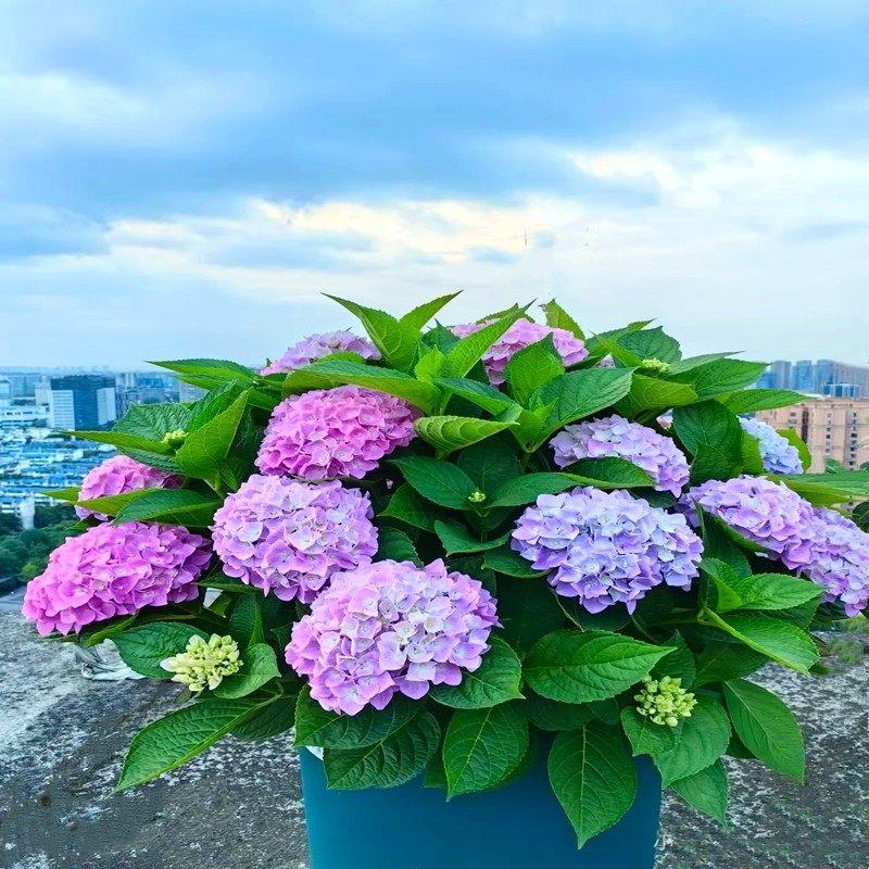 绣球花苗盆栽庭院无尽夏八仙花绣球花大苗大花老桩花卉植物室内花