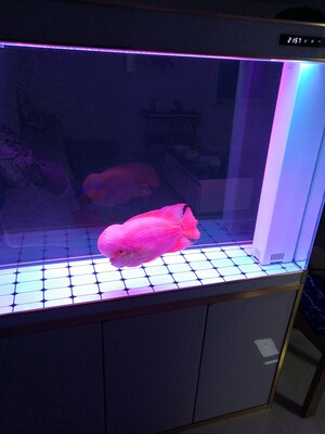 懂行的来说下yee鱼缸怎么样，好不好用，用了就后悔是真假？