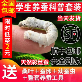 蚕宝宝学生养蚕套装活体物幼虫，蚕子蚕种桑叶，新鲜春蚕天然金丝蚕卵