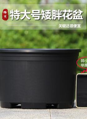 新加厚黑色厚实加仑花盆塑料Pothos玫瑰间隙大直径透气小盆栽花盆
